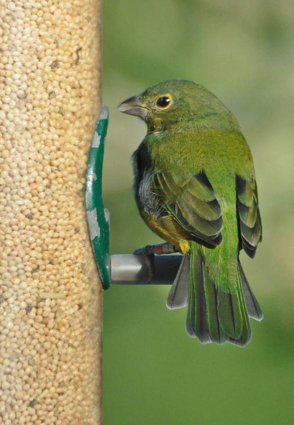 Painted Bunting female on the feeder 20091008-082554 - Copy - Copy